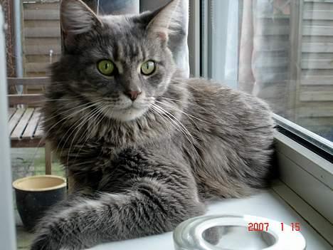 Maine Coon Anella  - Anella billede 9