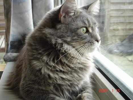 Maine Coon Anella  - Anella billede 10