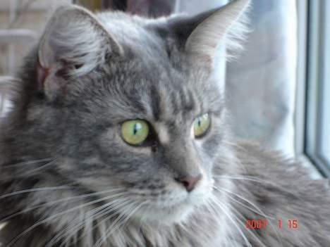 Maine Coon Anella  - Anella billede 11