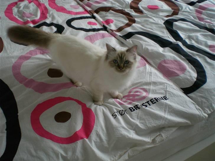 Hellig Birma Silke  billede 14