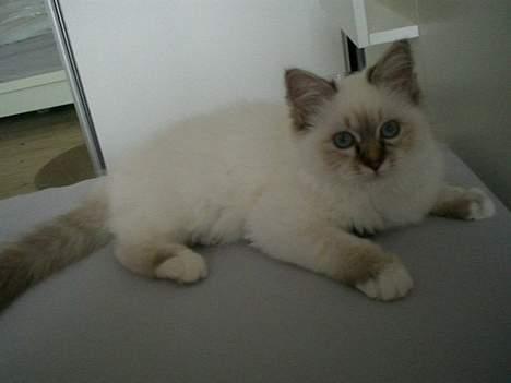 Hellig Birma Silke  billede 17