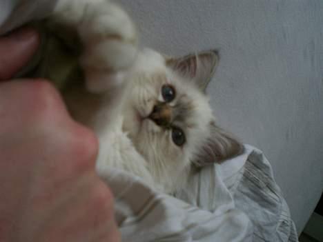 Hellig Birma Silke  - Bølle-missen :P billede 19