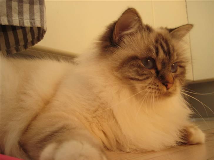 Hellig Birma Silke  billede 7