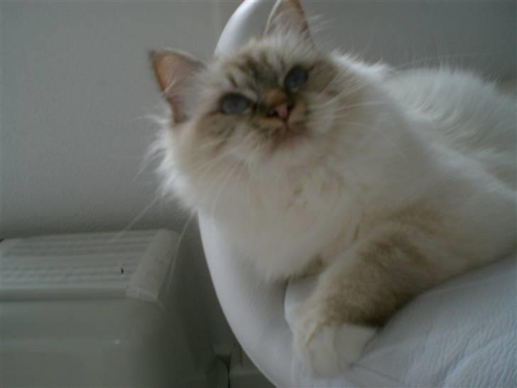 Hellig Birma Silke  billede 15