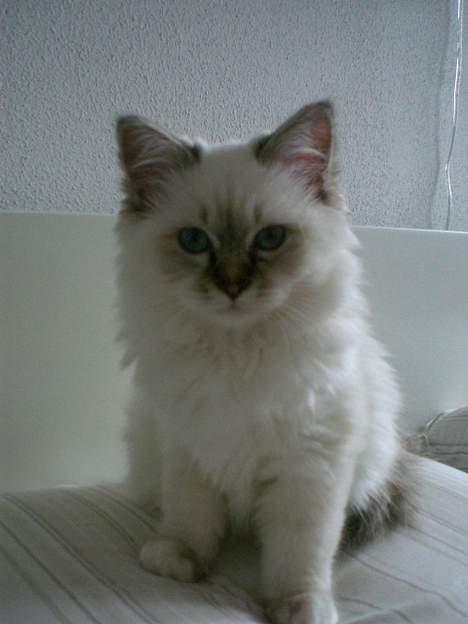 Hellig Birma Silke  - Silke som 16 uger gammel :) billede 20