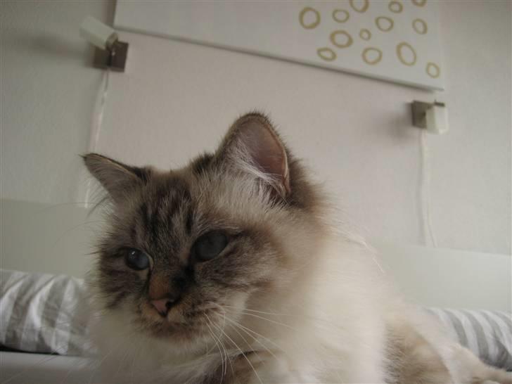 Hellig Birma Silke  billede 8