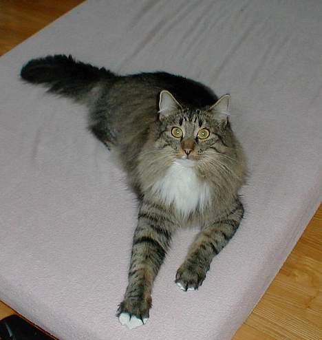 Norsk Skovkat Tantus Merci . R.I.P den 10-4-2013 - Merci billede 4