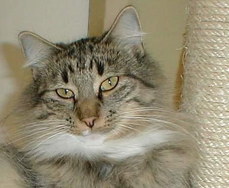 Norsk Skovkat Tantus Merci . R.I.P den 10-4-2013 - Merci  billede 5