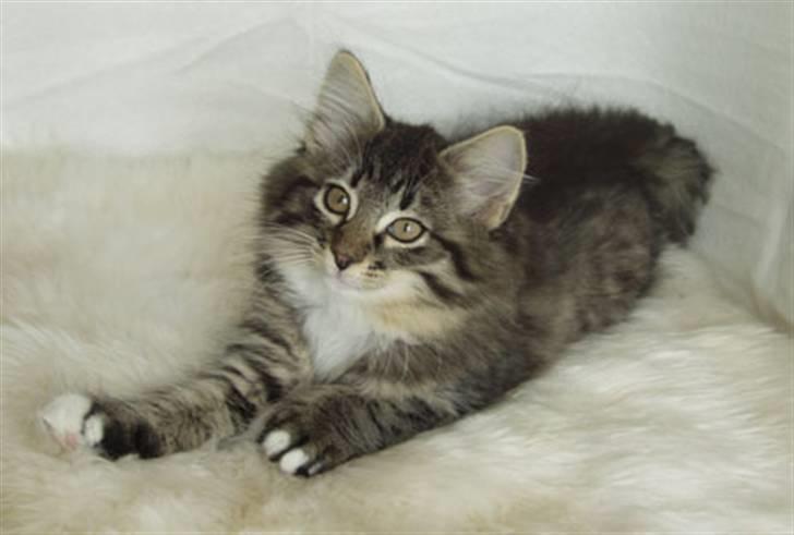 Norsk Skovkat Tantus Merci . R.I.P den 10-4-2013 - Merci hos lene og klaus ( Tantus) billede 6