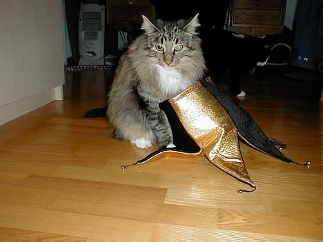 Norsk Skovkat Tantus Merci . R.I.P den 10-4-2013 - Jeg kan ikke komme ind i hatten billede 7