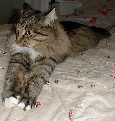 Norsk Skovkat Tantus Merci . R.I.P den 10-4-2013 - Merci  billede 8