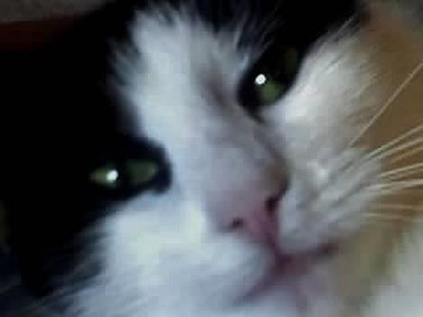 Huskat Nala billede 11