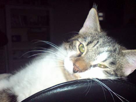 Blanding af racer charlie - "er jeg ikk sød" billede 1