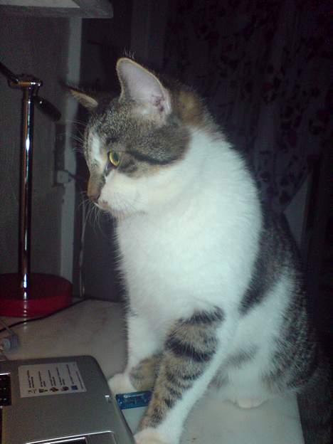 Blanding af racer charlie - "måske der sker noget spændende på computeren" billede 2