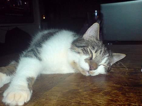 Blanding af racer charlie - puu tar lige en slapper... billede 4