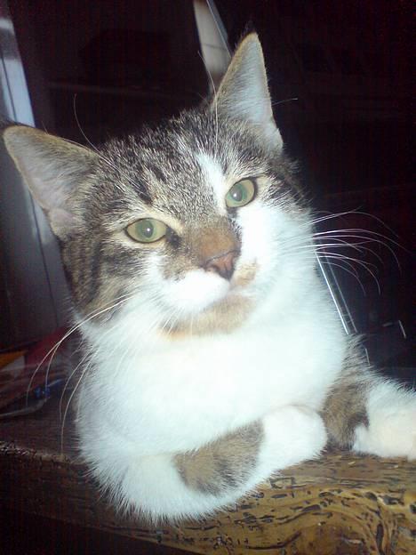 Blanding af racer charlie - er jeg ikk dejlig....  :-) billede 5