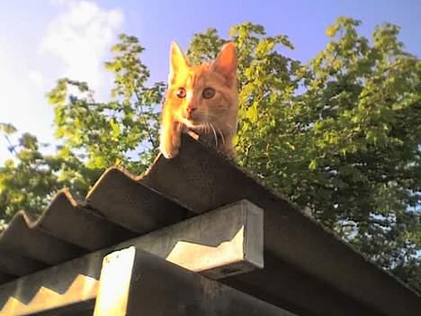 Huskat Nitro - Flyt dig far, jeg jager! Her er jeg 3 måneder gammel. billede 11