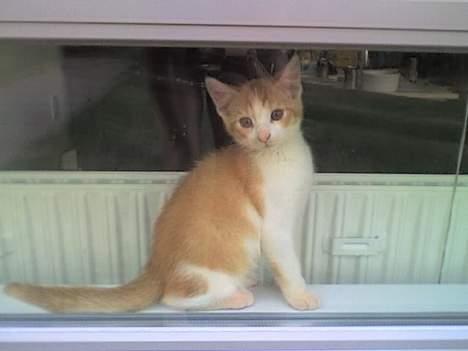 Huskat Nano - Hej hej mor! Må jeg godt komme ud?! Please? Her er jeg 3 måneder gammel. billede 8