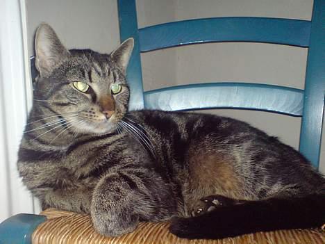 Huskat lille mis - familiens overhoved billede 1