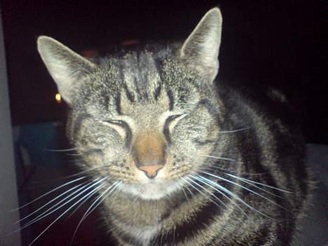 Huskat lille mis - er ikk helt med a få taget billeder billede 2