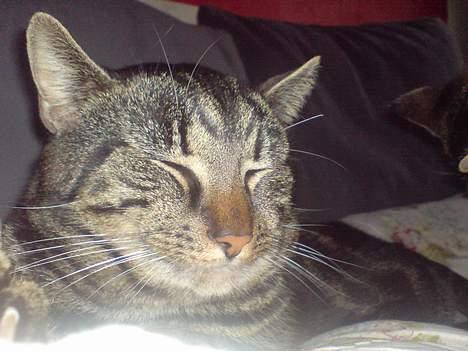 Huskat lille mis - det er nu dejligt med en lur billede 3