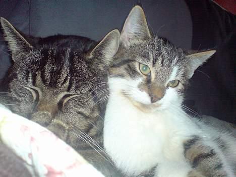 Huskat lille mis - hygger m charlie billede 4