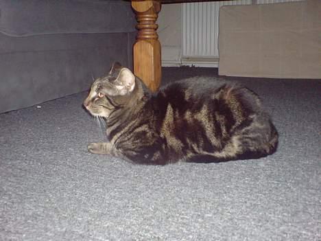 Huskat lille mis billede 5