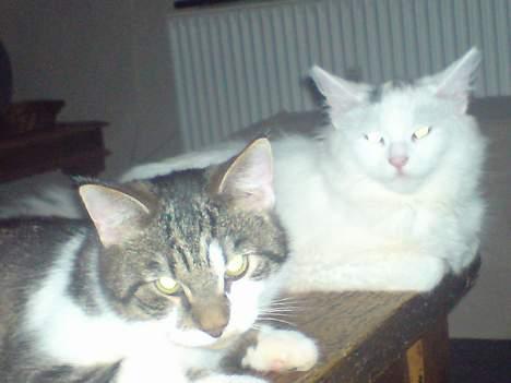 Blanding af racer charlie - ligger sammen m figaro og kigger billede 7