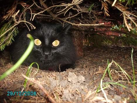 Norsk Skovkat Gismo  - Tit- Tit Gis´ .. xD **NYT** billede 20