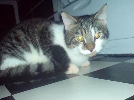 Blanding af racer charlie - venter lige på mad.......... billede 8