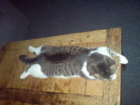 Blanding af racer charlie - hmmm billede 9