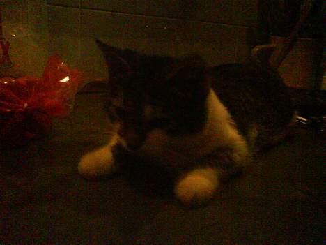 Blanding af racer charlie - her er jeg oz lille bitte billede 10