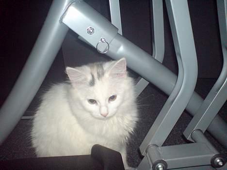 Blanding af racer Figaro billede 6