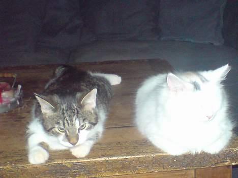 Blanding af racer Figaro billede 7