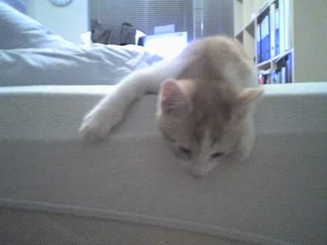 Huskat Nano - ....jeg......orker....ikke......at.....kravle......ned............ Her er jeg 3 måneder gammel. billede 9