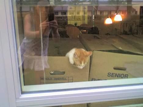 Huskat Nano - Ih altså det er bare for hårdt at hjælpe til med den flytning........ Her er jeg 3 måneder gammel. billede 10