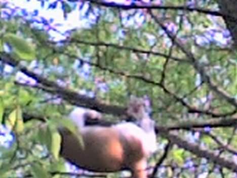 Huskat Nano - HJÆLP!!! Her er jeg 3 måneder - og ved at lære at klatre i træer... billede 11