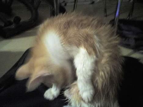 Huskat Nano - Æj, mor, hvorfor skulle jeg vaskes?!?!?!? Bare fordi jeg faldt ned i ketchuppen på fars tallerken................ billede 12