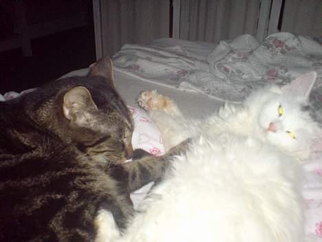 Huskat lille mis - sover sammen m figaro billede 6