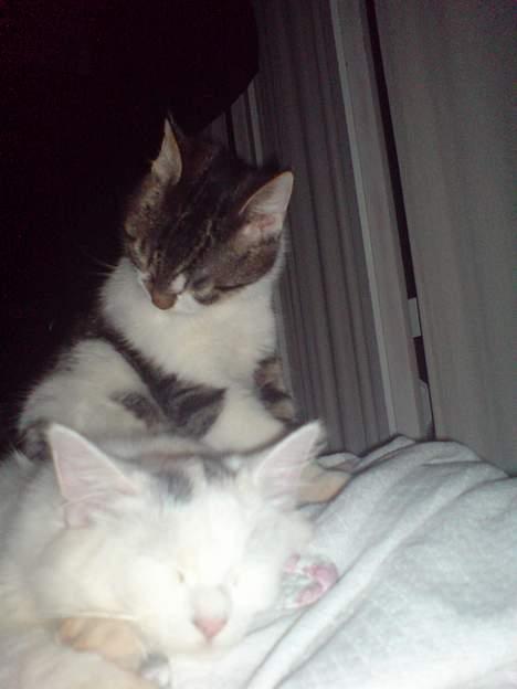 Blanding af racer charlie - charlie og figaro billede 13