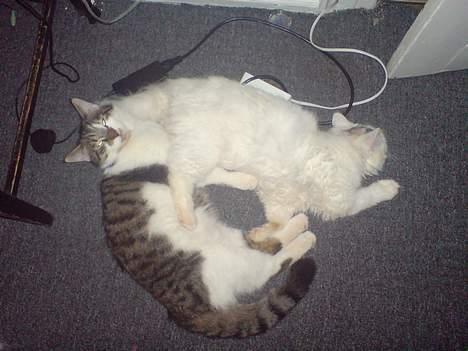 Blanding af racer Figaro billede 10