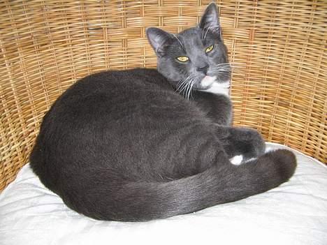 Huskat Bossy billede 1