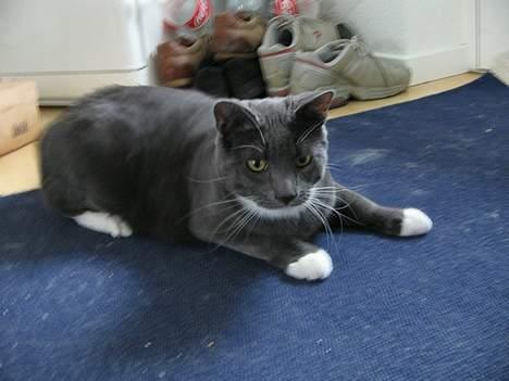 Huskat Bossy billede 2