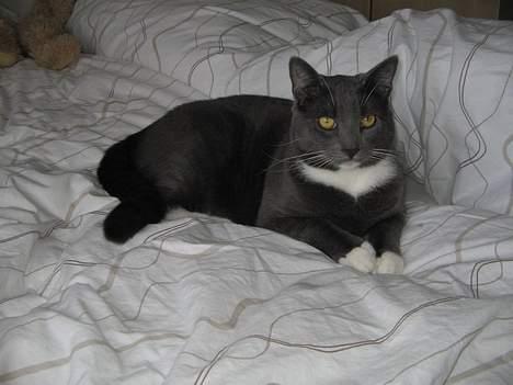 Huskat Bossy billede 3