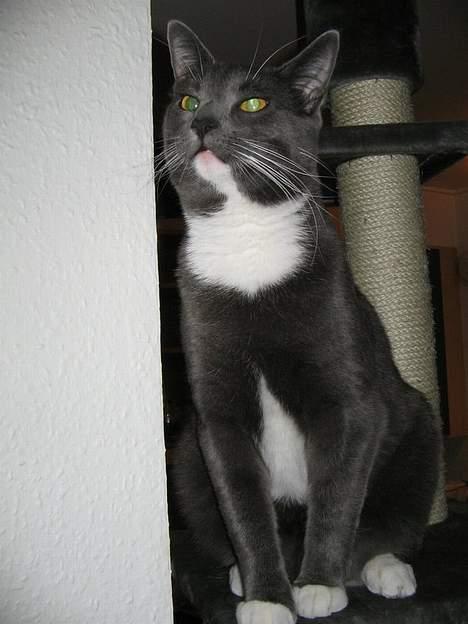 Huskat Bossy - Hvem kaldte mig skeløjet? billede 4