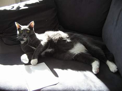 Huskat Bossy billede 5