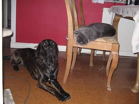 Huskat Bossy - Du er da alligevel den mærkeligste katterace jeg har set??? billede 6