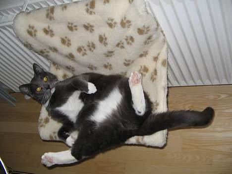 Huskat Bossy billede 7