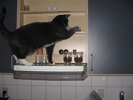 Huskat Bossy billede 8