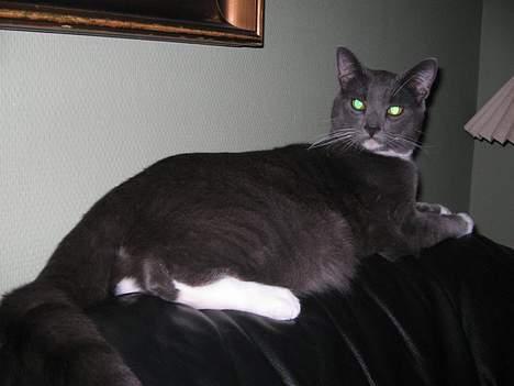 Huskat Bossy - You touch, you die.... billede 9